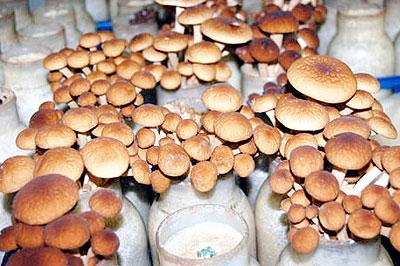 Chestnut mushrooms growing in jars. Net photo.