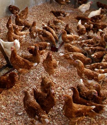 Fowls should be vaccinated to improve output. Some farmers in Nyagatare are still ignorant of the importance. The New Times / File.