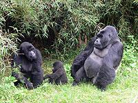 Sharing the environment: Gorillas in Virunga National Park. Net photo.