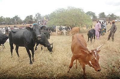 Cows distributed under the Girinka programme. The prices of the animals are slowing the distribution process. The New Times / File.