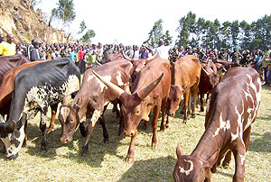 Thousands of cows have been distributed to poor families over the past few years. The New Times/File.