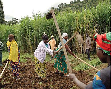 Potato dealers may face shortages if farmers don't secure improved seeds in time.  The New Times / File.