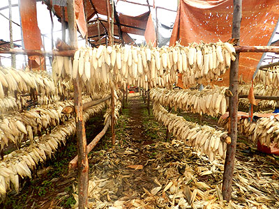 Post harvest handling of maize is a major challenge. The New Times / S. Rwembeho.