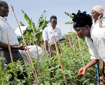 Improving farm produce: Farmers inspect a tomato garden.  The New Times / File.