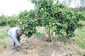 Improved seeds will increase productivity for farmers. The New Times/File.