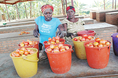 Tomato vendors in Rwamagana market. Consumers have to pay more for the commodity in the area. The New Times / File.