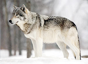 A Wolf.  Net photo.