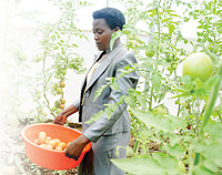 Ambitious: One of the members of Agaseke Association harveting tomatoes. The New Times / Ben Gasore.  