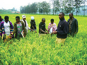 Rice farmers in Rusizi district . The New Times / File.