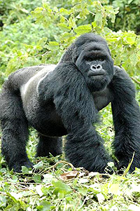 A Silverback in the volcanoes NP. The gorillas are also victims of the ongoing insurgency in eastern DRC.