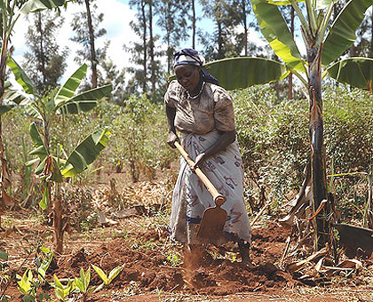 Africau2019s smallholder farmers will be hoping to benefit from the new initiative. Net photo.