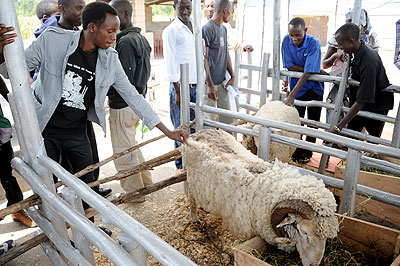 An exotic sheep at the previous Agro expo. The New Times, / File.