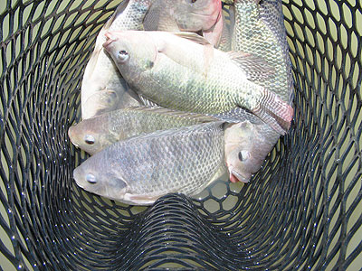 Some of the growing Tilapia fish.  (All photos / Patrick Buchana).