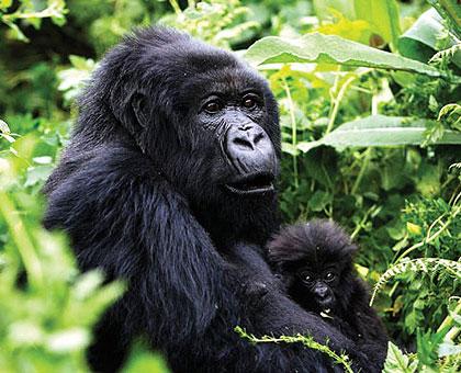 Event will mark birth of 19 baby gorillas. The Sunday Times / File.