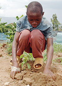 A boy planting a tree. The New Times / File.