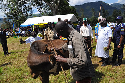 A resident admires a cow he received yesterday. The New Times / Courtesy.