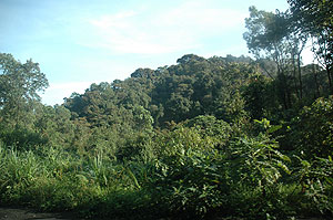 Nyungwe forest. Protection of such forests is vital. The New Times / File.