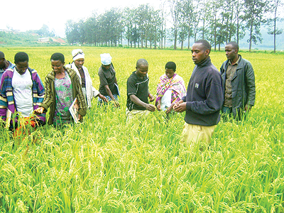 Rice farmers in Cyaruhogo need to increase production to curb inflationary pressures. The New Times / File.