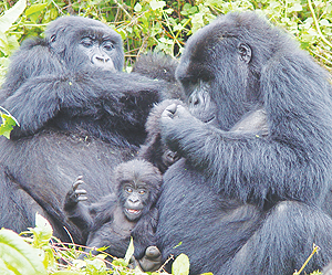 A Gorilla family. The New Times / File.