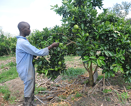 A farmer harvesting fruits. Lack of agriculture statistics is a setback.  The New Times / File.