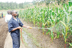 A maize plantation in Rwanda. AfDB would invest $6.4billion for Green Growth. The New Times / File.