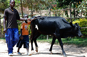 A man tends to cow. The country is on the alert due to the foot and mouth outbreak in neighbouring Uganda. The New Times / File.