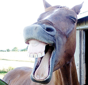 Laughing horse. Net photo.