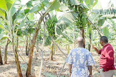 A banana plantation in Rwanda. The New Times / File.