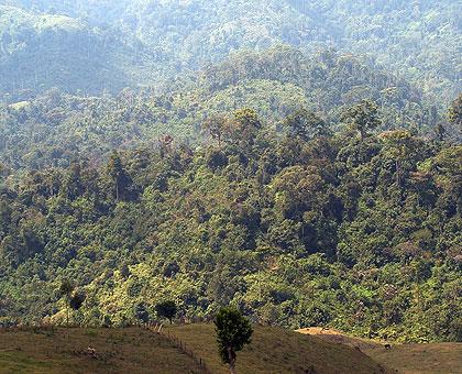 Nyungwe Forest: The meeting seeks to protect the environment by preserving forests. The Sunday Times / File.