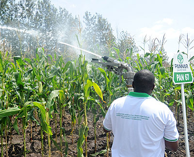 A farmer irrigates a maize field. The New Times / John Mbanda.