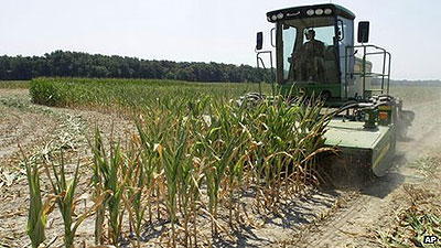 Crops have been affected so badly that some farmers have chopped down drought and heat-stricken corn.  Net photo.