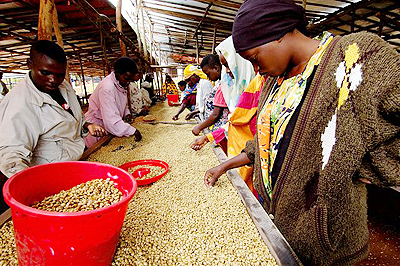 Coffee workers at a washing station. The New Times / File.