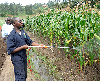 A farmer spraying his crops. The Sunday Times / File.