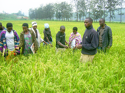 Rice farmers. Farmers grouped in cooperatives have higher chances of accessing financing than  those working individually. The New Times file.