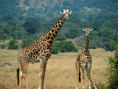 Giraffes