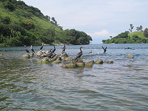 Some of the rare bird species tourists watch on Lake Kivu. The New Times / John Mbanda.