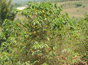 Coffee is one of the top foreign exchange revenue earner for Rwanda. The New Times / J. Mbanda