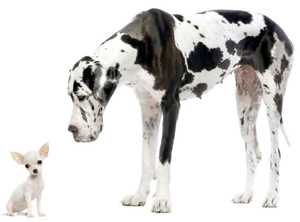 Great Dane and a small Chihuahua. Dogs are said  to be manu2019s best friends.  Net photo.