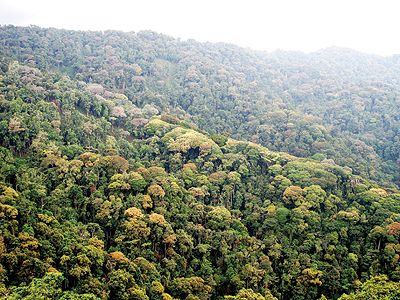 Nyungwe Forest is home to thousands of plant species. The New Times/File.