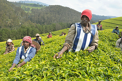  Workers picking tea. The stand off between Sorwathe and residents will finally be solved. The New Times file