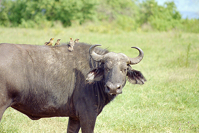 A buffalo one of the Animals destroying peopleu2019s property.  The New Times / File.