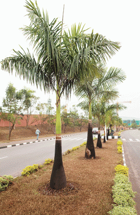 Palm trees on Kigali International Airport Road. The New Times/File.