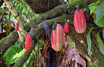 Earnings from cocoa are moving upwards, even as demand surpasses supply. Net photo.