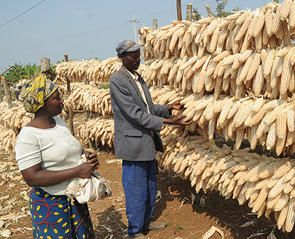 A farmer inspects maize harvest. Minister Agnes Kalibata has been awarded for her relentless efforts to ensure food security in Africa.  The New Times / John Mbanda.