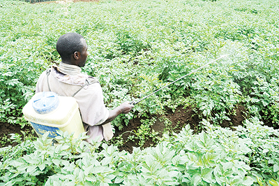 A farmer irrigates a plantation of Irish potatoes. The New Times / File.