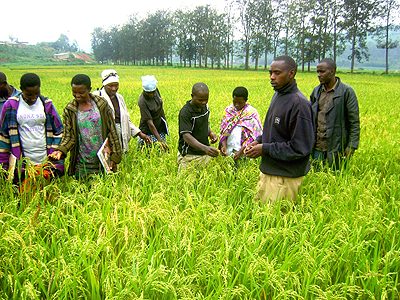 Farmers in a rice production. The New Times / File.