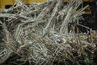  Sugarcanes being offloaded from trucks at Kabuye Sugar Works. The Company will start growing upland sugarcane. The New Times / File.