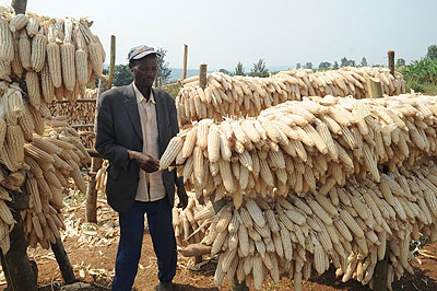 Maize is one of the crops susceptible to mycotoxin contamination. The New Times. File . 