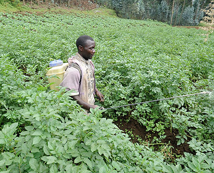 A farmer in Rubavu District sprays a potato field. The New Times / File.