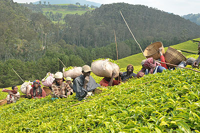 Tea exports seen rising.  The New Times. File.